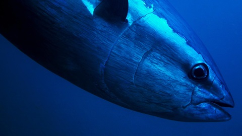 Atún: pesca ilegal